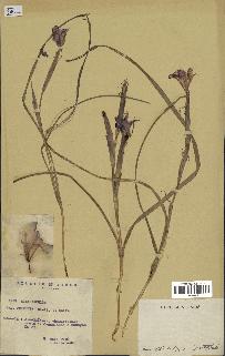 spécimen de Iris sisyrinchium