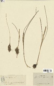 spécimen de Iris sisyrinchium