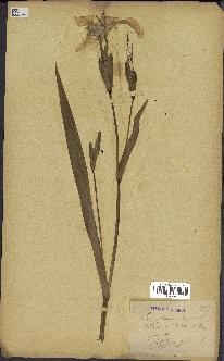 spécimen de Iris pseudacorus