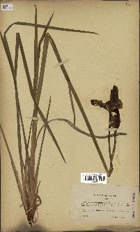 spécimen de Iris sibirica
