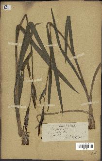 spécimen de Iris pseudacorus
