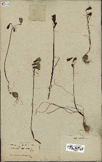 spécimen de Leucojum trichophyllum