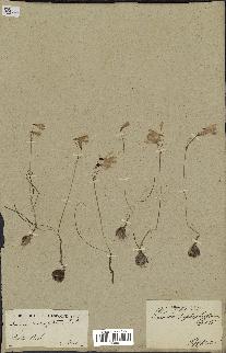 spécimen de Leucojum trichophyllum