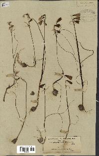 spécimen de Leucojum trichophyllum