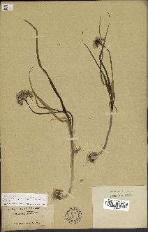 spécimen de Allium subhirsutum