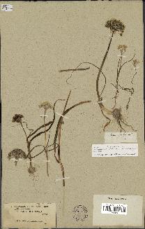 spécimen de Allium subhirsutum