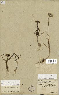 spécimen de Allium subhirsutum