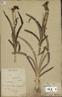 spécimen de Iris sp.