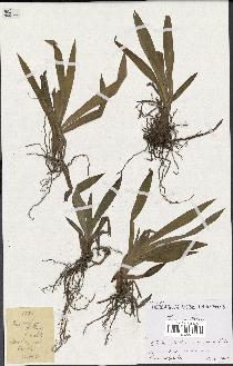 spécimen de Iris uniflora