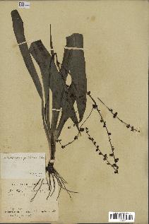 spécimen de Chlorophytum gallabatense