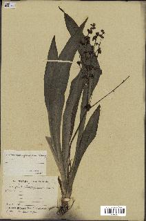 spécimen de Chlorophytum gallabatense