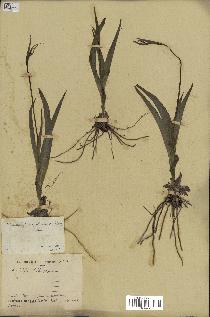 spécimen de Chlorophytum gallabatense