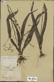 spécimen de Chlorophytum gallabatense