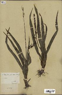 spécimen de Chlorophytum gallabatense