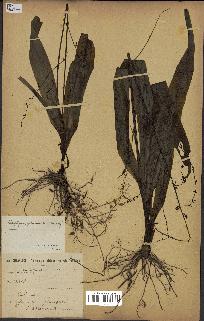 spécimen de Chlorophytum gallabatense