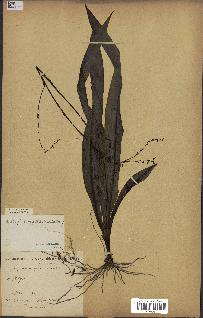 spécimen de Chlorophytum gallabatense