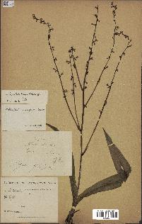 spécimen de Chlorophytum gallabatense