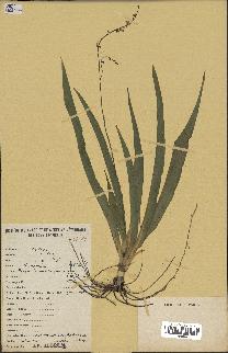 spécimen de Chlorophytum gallabatense