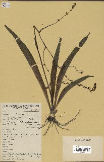 spécimen de Chlorophytum gallabatense