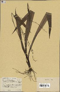 spécimen de Chlorophytum gallabatense
