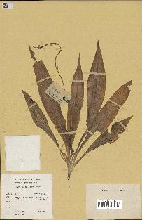 spécimen de Chlorophytum gallabatense