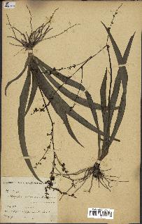 spécimen de Chlorophytum gallabatense