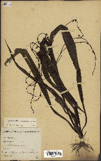 spécimen de Chlorophytum gallabatense