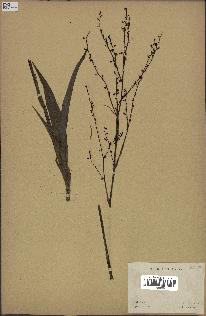 spécimen de Chlorophytum gallabatense