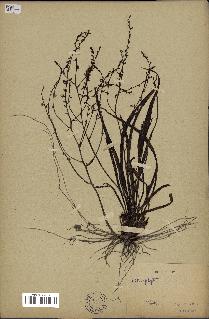 spécimen de Chlorophytum gallabatense