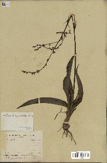 spécimen de Chlorophytum gallabatense