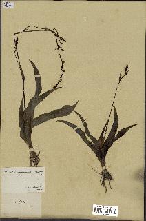 spécimen de Chlorophytum gallabatense