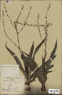 spécimen de Chlorophytum gallabatense
