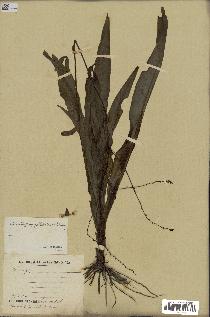 spécimen de Chlorophytum gallabatense
