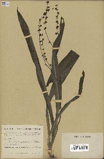 spécimen de Chlorophytum gallabatense