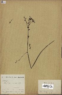 spécimen de Chlorophytum gallabatense