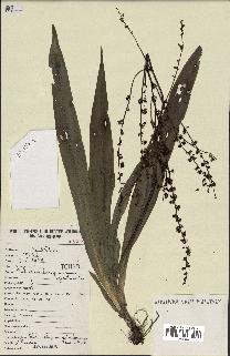spécimen de Chlorophytum gallabatense