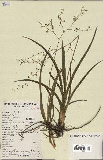 spécimen de Chlorophytum gallabatense