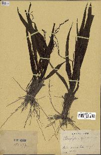 spécimen de Chlorophytum gallabatense