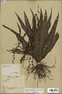 spécimen de Chlorophytum gallabatense