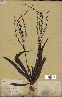 spécimen de Chlorophytum gallabatense