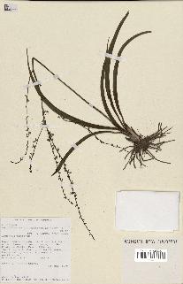spécimen de Chlorophytum gallabatense