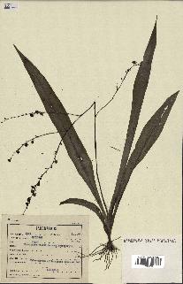 spécimen de Chlorophytum gallabatense