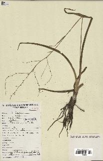 spécimen de Chlorophytum gallabatense