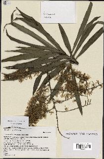 spécimen de Dracaena reflexa