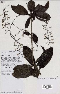 spécimen de Dracaena reflexa