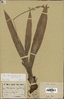 spécimen de Chlorophytum subpetiolatum