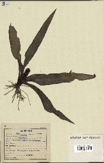 spécimen de Chlorophytum stenopetalum
