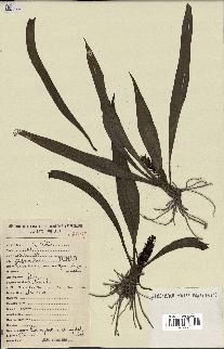spécimen de Chlorophytum stenopetalum