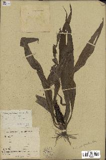 spécimen de Chlorophytum stenopetalum