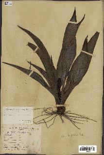 spécimen de Chlorophytum stenopetalum